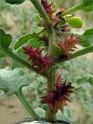 sm 286 Beach Bur Sage